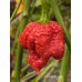 Pepper XXX Pepper Seeds Pepper XXX Pepper Seeds