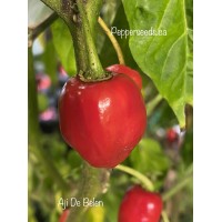 Aji De Belen Pepper Seeds 