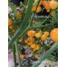 Charapón Amarillo Pepper Seeds