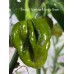 Trinidad Scorpion Moruga Green Pepper Seeds