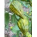 Mustard Naga Pepper Seeds 