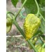 Mustard Naga Pepper Seeds 