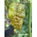 Mustard Naga Pepper Seeds 