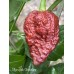 Moruglah Chocolate Pepper Seeds 