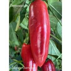 Jalapeño Chernobyl Pepper Seeds 