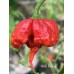 NAR Pepper Seeds