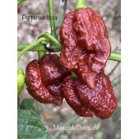Moruglah Chocolate Pepper Seeds 
