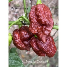 Moruglah Chocolate Pepper Seeds 