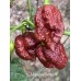 Moruglah Chocolate Pepper Seeds 