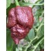 Moruglah Chocolate Pepper Seeds 