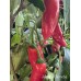 Jalapeño Chernobyl Pepper Seeds 