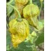 Mustard Naga Pepper Seeds 