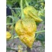 Mustard Naga Pepper Seeds 