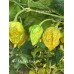 Mustard Naga Pepper Seeds 