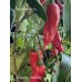 Jalapeño Chernobyl Pepper Seeds 