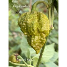 Mustard Naga Pepper Seeds 