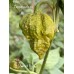 Mustard Naga Pepper Seeds 