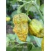 Mustard Naga Pepper Seeds 