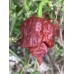 Moruglah Chocolate Pepper Seeds 