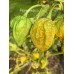 Mustard Naga Pepper Seeds 