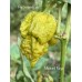 Mustard Naga Pepper Seeds 