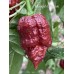 Moruglah Chocolate Pepper Seeds 