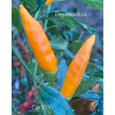 Cap 1639 Pepper Seeds 