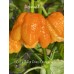 BOC x 7-Pot Primo Orange Pepper Seeds