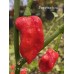 7-Pot PITA Pepper Seeds 