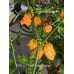 BOC x 7-Pot Primo Orange Pepper Seeds