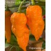 7-Pot Primo x Butch T Orange Pepper Seeds 