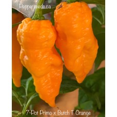7-Pot Primo x Butch T Orange Pepper Seeds 