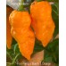 7-Pot Primo x Butch T Orange Pepper Seeds 