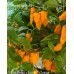 7-Pot Primo x Butch T Orange Pepper Seeds 