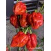 Purple Death Pepper Seeds 