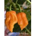BOC x 7-Pot Primo Orange Pepper Seeds