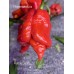 Purple Death Pepper Seeds 