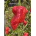 7-Pot PITA Pepper Seeds 