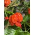 7-Pot Primo Red Pepper Seeds 