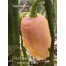 7-Pot Bubble Gum X Scotch Bonnet Pink Purple Pepper Seeds