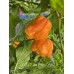 BOC x 7-Pot Primo Orange Pepper Seeds