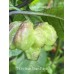 7-Pot Brain Strain Purple Pepper Seeds 
