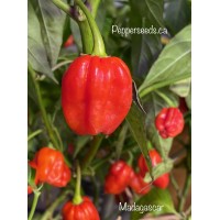 Madagascar Pepper Seeds Madagascar Pepper Seeds
