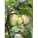 7-Pot Brain Strain Purple Pepper Seeds 