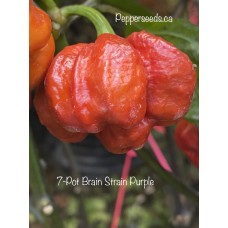 7-Pot Brain Strain Purple Pepper Seeds 
