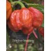 7-Pot Brain Strain Purple Pepper Seeds 