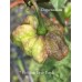 7-Pot Brain Strain Purple Pepper Seeds 