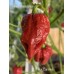 7-Pot Caramel Pepper Seeds 