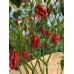 7-Pot Caramel Pepper Seeds 