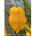 Bhut Jolokia Assam Yellow x 7-Pot Yellow Pepper Seeds 